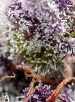 Studio 54 Stardust Auto by Sweet Seeds