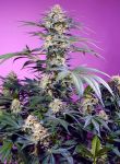 Monster Maker strain by Sweet Seeds