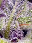 Monster Maker strain by Sweet Seeds