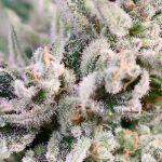 GMO Bomb Fast strain by Atlas Seed