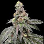 Banana Nut Bread strain by Atlas Seed