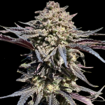 Super Banana Runtz by Atlas Seed