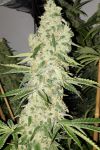 Critical Kush Feminised Seeds - BULK