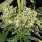 OG Kush Auto Feminisiert Saatgut - BULK x 100