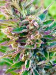 Sherbet FAST Feminisiert Saatgut - BULK x 100