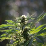Tiger-One CBD 26:1 Feminised Seeds - BULK