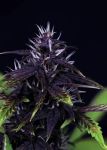 Tiger-One Kush CBD 30:1 Auto Feminized Seeds - BULK x 100