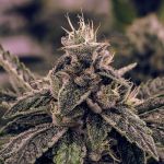 White Widow Auto Feminisiert Saatgut - Bulk x 100