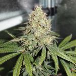 Zkittlez FAST Feminisiert Saatgut - BULK x 100