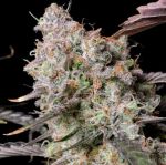 Zkittlez x Gorilla Auto Feminised Seeds - BULK x 100