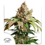 Red Tropicana Cookies Auto Feminized Seeds