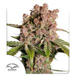 Strawberry Soda Auto by Ducth Passion