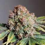 Strawberry Soda Auto by Ducth Passion