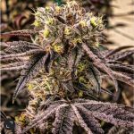 M.C. Nuggets R1 by Ethos Genetics