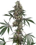 Chemberries by White Label Seed Company