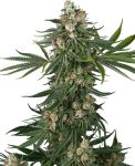 Fallout OG by White Label Seed Company