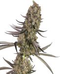 Vlad The Inhaler Feminised Seeds