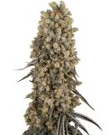 Atomic Blue Dream by Sensi Seeds