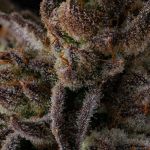 Purple Preserves by Compound Genetics