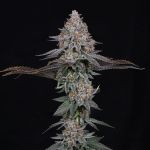 Pink Certz Feminized Seeds