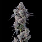 Mellowz by Compound Genetics