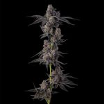 Mellowz by Compound Genetics
