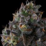 Fruit Riot by Compound Genetics