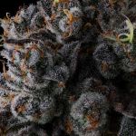 Crystal Chalice by Compound Genetics