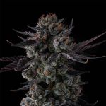 Any Day Feminized Seeds