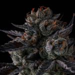 Any Day by Compound Genetics