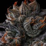 Any Day by Compound Genetics