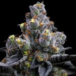 Garlic Cookies by Barney's Farm