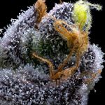 Garlic Cookies by Barney's Farm