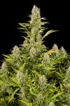 Amnesia Kush Feminisiert Saatgut - BULK x 100
