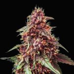 Purple Haze Auto Feminised Seeds - BULK