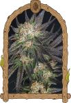 Georgia Cream strain by Exotic Seed