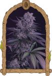 Quick Black Lemon strain by Exotic Seed