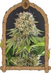 Wedding Monkey strain by Exotic Seed