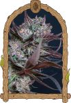Black Lemon strain by Exotic Seed