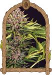ZZZ Auto strain by Exotic Seed
