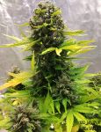 Stilton Special Auto Feminised Seeds