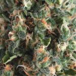 Super OG Kush Auto Feminised Seeds