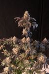 Fast Buds Papayaton Feminised Strain