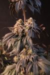 Fast Buds Papayaton Feminised Strain