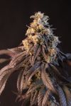 Fast Buds Papayaton Feminised Strain