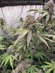 Biscotti Gelato Feminised by Fast Buds