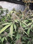 Biscotti Gelato Feminised by Fast Buds