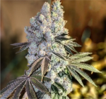 Gen 1 Duet Fast by Ethos Genetics