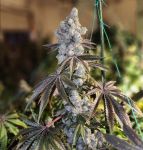 Gen 1 Duet Fast by Ethos Genetics