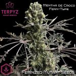 Mentha de Croco Fern BX1 F2 Mutant Strain